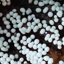 Attēlu rezultāti vaicājumam “Trichia varia”