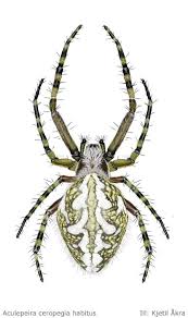 Attēlu rezultāti vaicājumam “Aculepeira ceropegia”