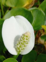 Attēlu rezultāti vaicājumam “Calla palustris”