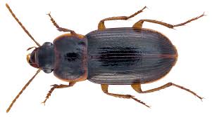 Attēlu rezultāti vaicājumam “Pseudoophonus rufipes”