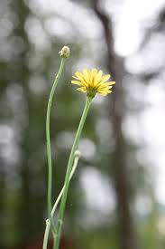 Attēlu rezultāti vaicājumam “Hypochaeris radicata bud”