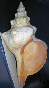 Image result for Triplofusus giganteus