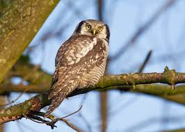 Image result for Surnia ulula