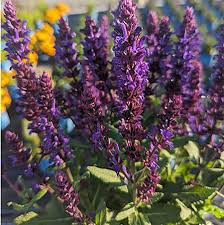 Attēlu rezultāti vaicājumam “Salvia nemorosa flower”