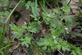 Attēlu rezultāti vaicājumam “Hydrophyllaceae”