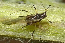 Attēlu rezultāti vaicājumam “Uroleucon cirsii”