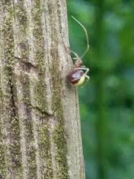 Attēlu rezultāti vaicājumam “Neottiura bimaculata”