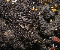 Attēlu rezultāti vaicājumam “Leptogium lichenoides”