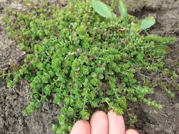 Attēlu rezultāti vaicājumam “Arenaria serpyllifolia”