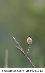 Attēlu rezultāti vaicājumam “Saxicola rubetra adult”