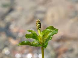 Attēlu rezultāti vaicājumam “Potamogeton perfoliatus flower”