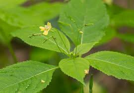 Attēlu rezultāti vaicājumam “Impatiens parviflora flower”
