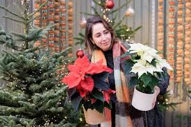 Attēlu rezultāti vaicājumam “Carex globularis flower”