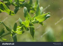 Attēlu rezultāti vaicājumam “Hypericum perforatum leaf”