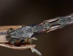 Attēlu rezultāti vaicājumam “Crocallis elinguaria imago”