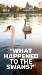 Image result for Sussex Swans