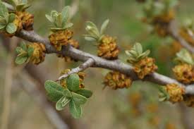 Attēlu rezultāti vaicājumam “Hippophae rhamnoides leaf”