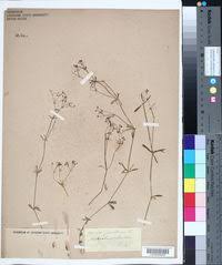 Attēlu rezultāti vaicājumam “Galium schultesii fruit”