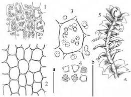 Attēlu rezultāti vaicājumam “Lophozia longidens”