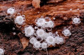 Attēlu rezultāti vaicājumam “Lachnum virgineum”