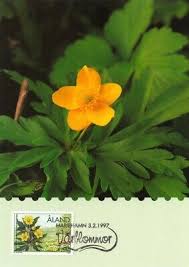 Attēlu rezultāti vaicājumam “Anemone ranunculoides flower”
