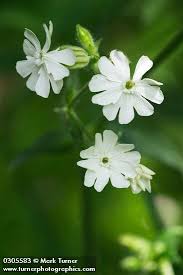Attēlu rezultāti vaicājumam “Silene latifolia subsp. alba flower”