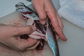 Image result for Clupea pallasii