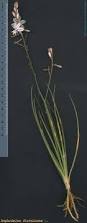 Image result for Asphodelus fistulosus