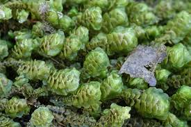 Attēlu rezultāti vaicājumam “Scapania undulata”