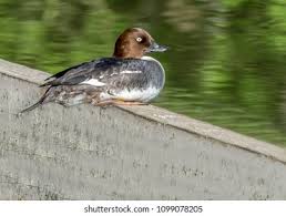 Attēlu rezultāti vaicājumam “Bucephala clangula female”