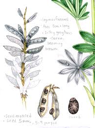 Attēlu rezultāti vaicājumam “Lupinus polyphyllus fruit”