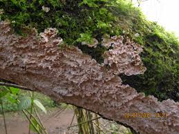 Attēlu rezultāti vaicājumam “Corticium roseum”