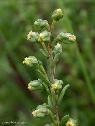 Attēlu rezultāti vaicājumam “Artemisia campestris bud”