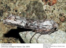 Attēlu rezultāti vaicājumam “Lithomoia solidaginis”