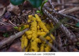 Attēlu rezultāti vaicājumam “Fuligo luteonitens macro”