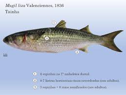 Image result for Mugil liza