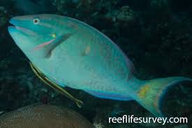 Image result for Sparisoma amplum