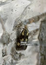 Attēlu rezultāti vaicājumam “Denisia similella”