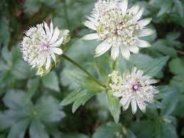 Attēlu rezultāti vaicājumam “Astrantia major fruit”