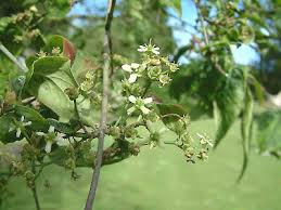 Attēlu rezultāti vaicājumam “Euonymus europaeus flower”