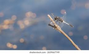 Attēlu rezultāti vaicājumam “Leucorrhinia caudalis male”