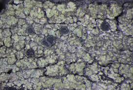 Attēlu rezultāti vaicājumam “Trapeliopsis flexuosa”