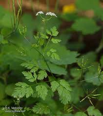 Image result for Anthriscus cerefolium