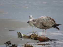 Image result for Wigan Seagulls