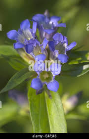 Attēlu rezultāti vaicājumam “Gentiana cruciata bud”