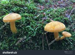 Attēlu rezultāti vaicājumam “Tricholomopsis decora”