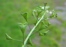 Attēlu rezultāti vaicājumam “Capsella bursa-pastoris fruit”