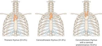 Image result for Thymus
