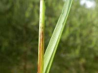 Attēlu rezultāti vaicājumam “Helictotrichon pratense leaf”