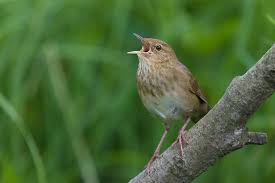 Image result for Locustella fluviatilis